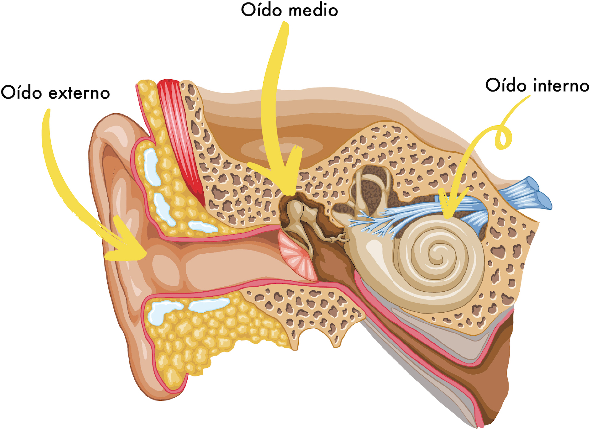 foto-de-impedanciometria.jpg